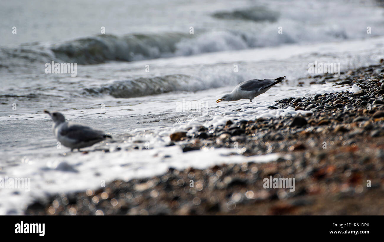 Iceland gulls feeding at rocky beach. Stock Photo