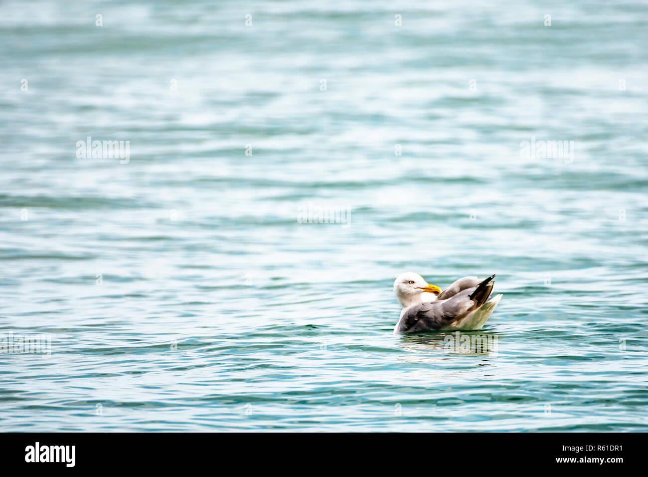 The rest: Iceland gull resting at the calm water. Stock Photo