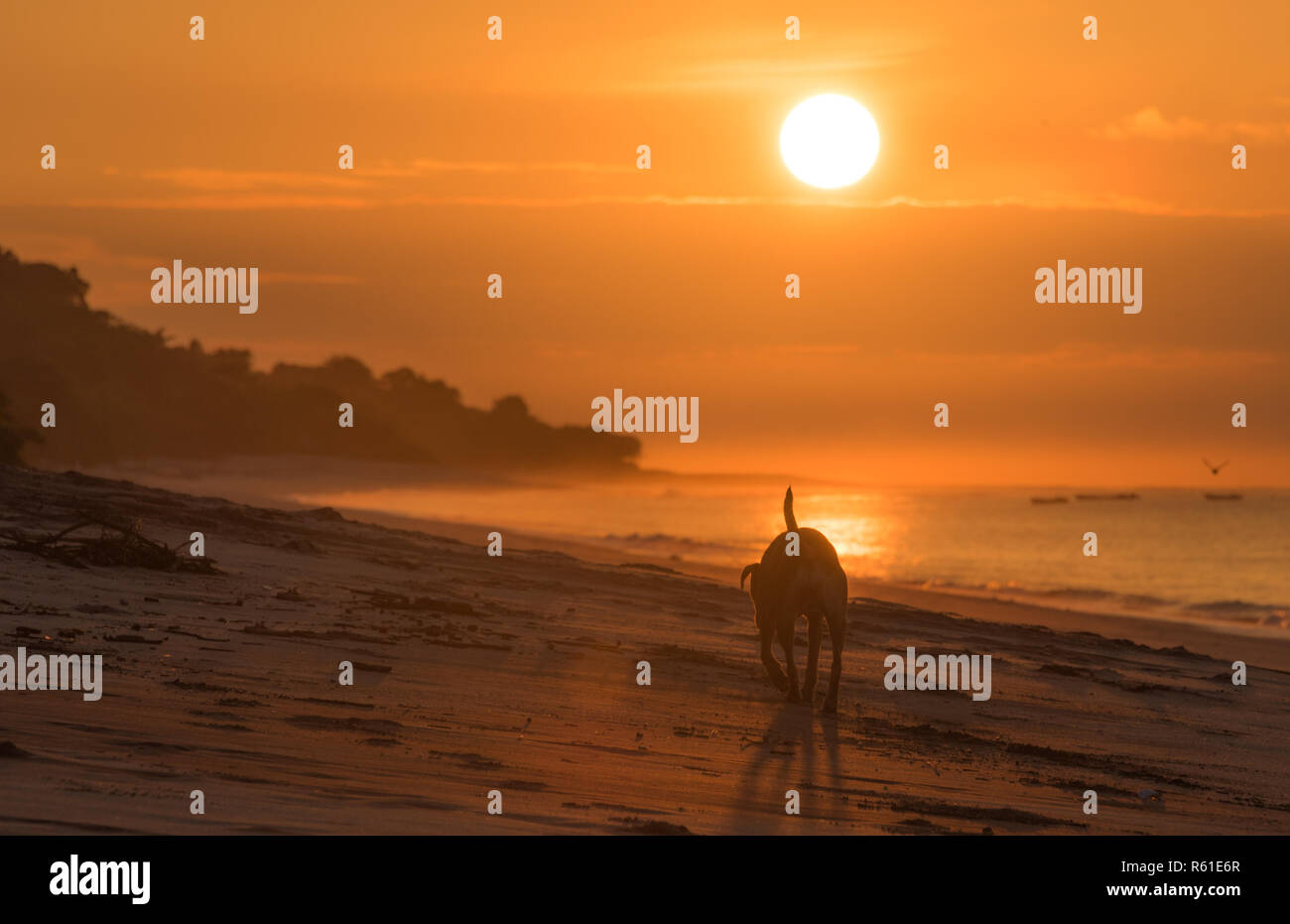 Lonely dog on empty beach in golden sunrise.  A lonely dog trots along an empty beach in early morning sunrise. Stock Photo
