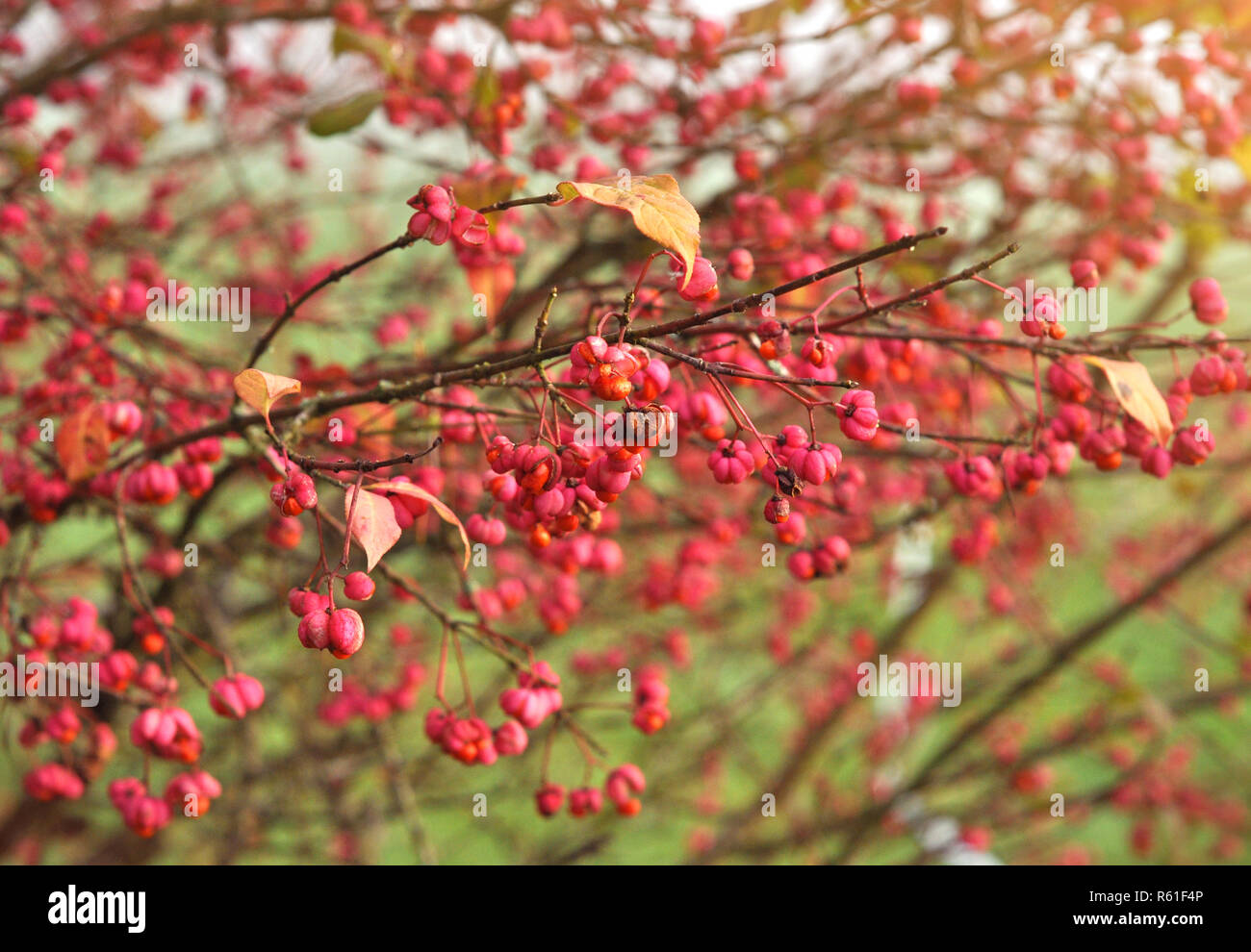 Autumn berries on a Euonymus europaeus 'Red Cascade' spindle tree. Background of pink flowers of european spindle tree Stock Photo