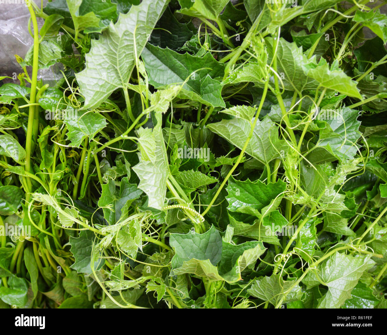 lvy gourd plant / green fresh lvy gourd vegetables background Stock Photo