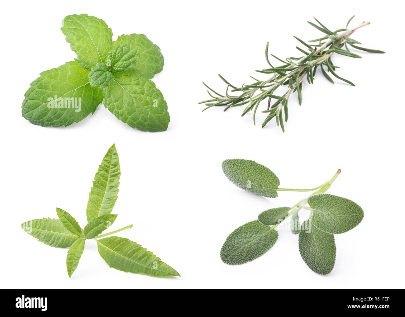 Fresh Herbs Stock Photo