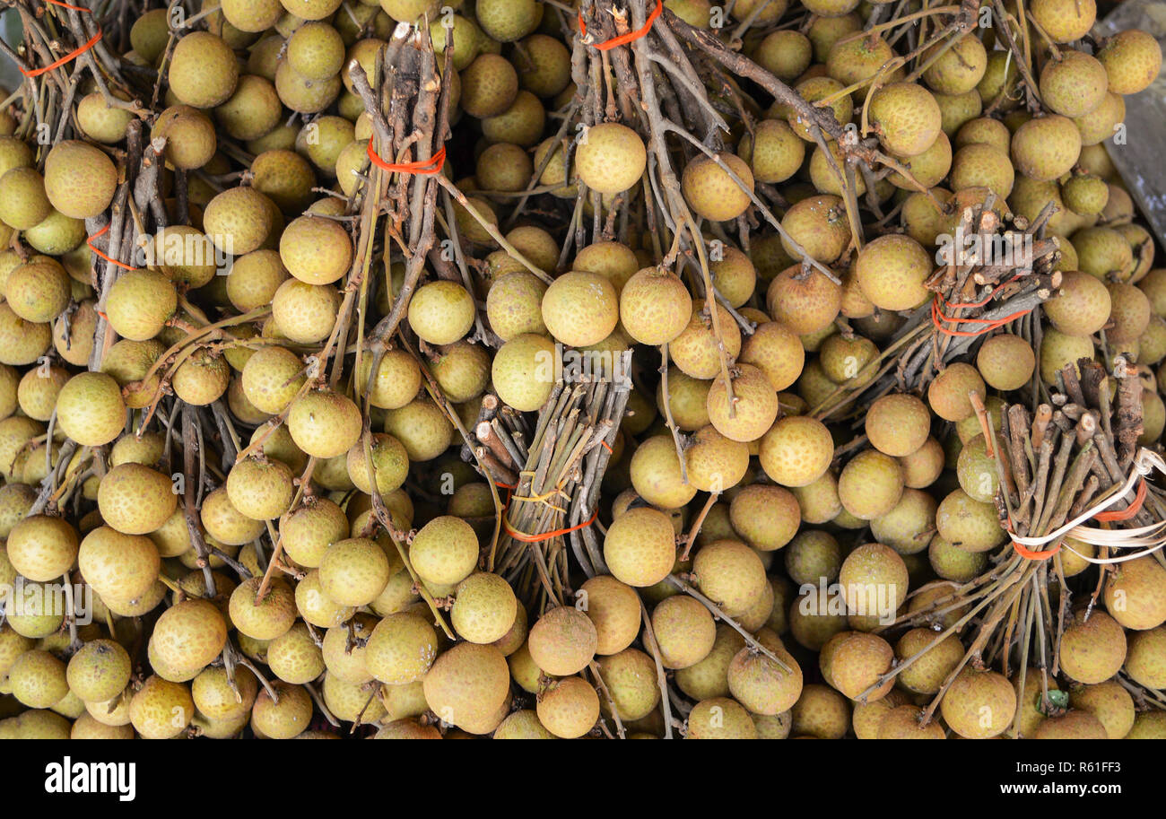 fresh longan fruit / pile of longan tropical fruit for sale in the