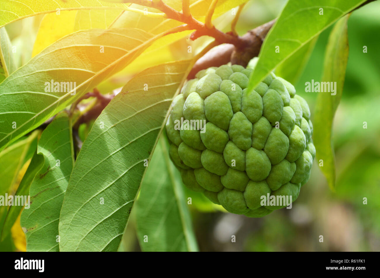 Sugar Apple on tree / fresh of sugar apple tropical fruit on tree in ...