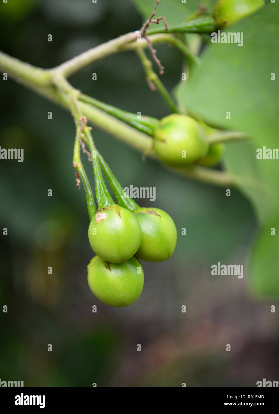 Wild eggplant hires stock photography and images Alamy