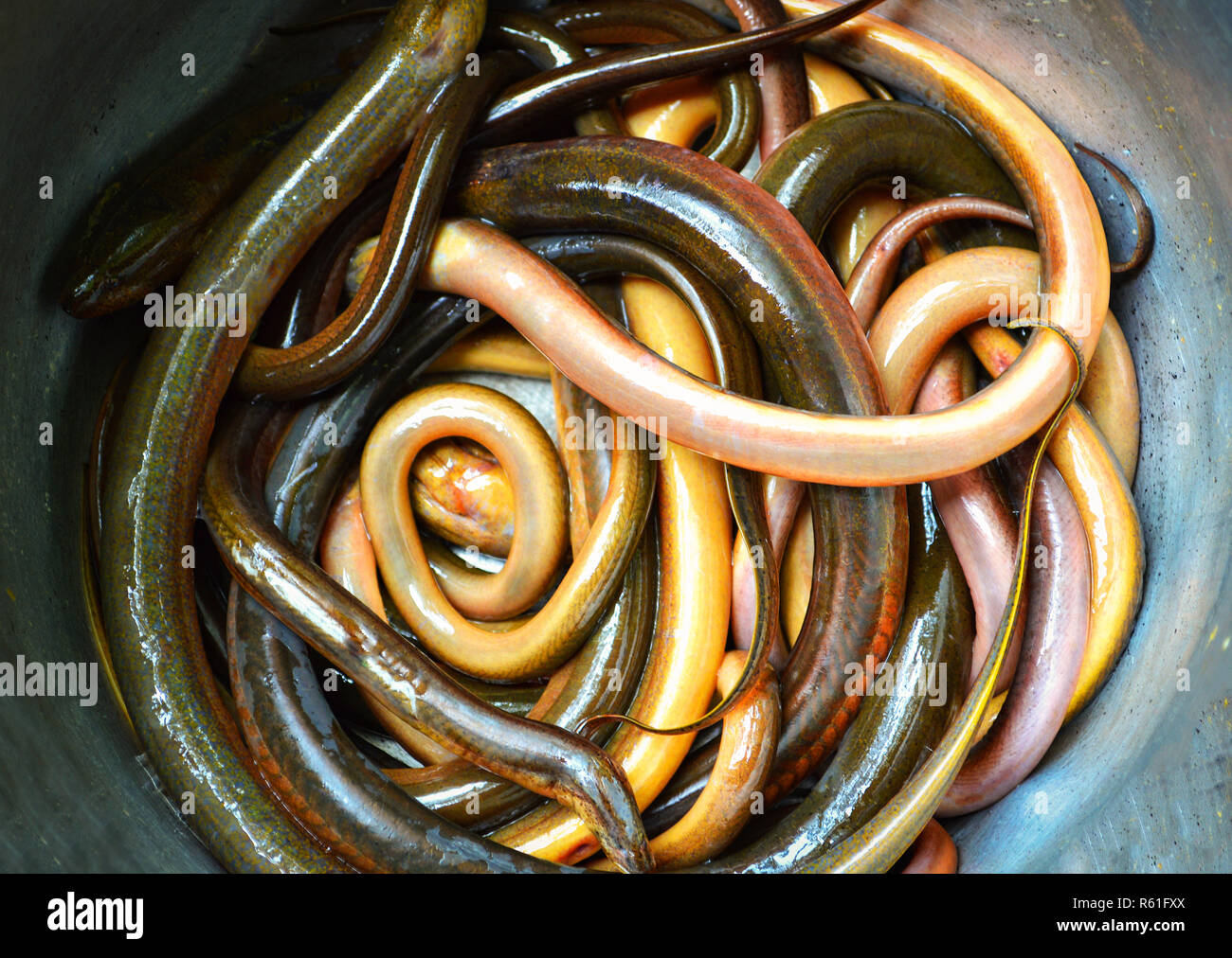 long eel swamp / thai eel fish in sale at local market Stock Photo Alamy