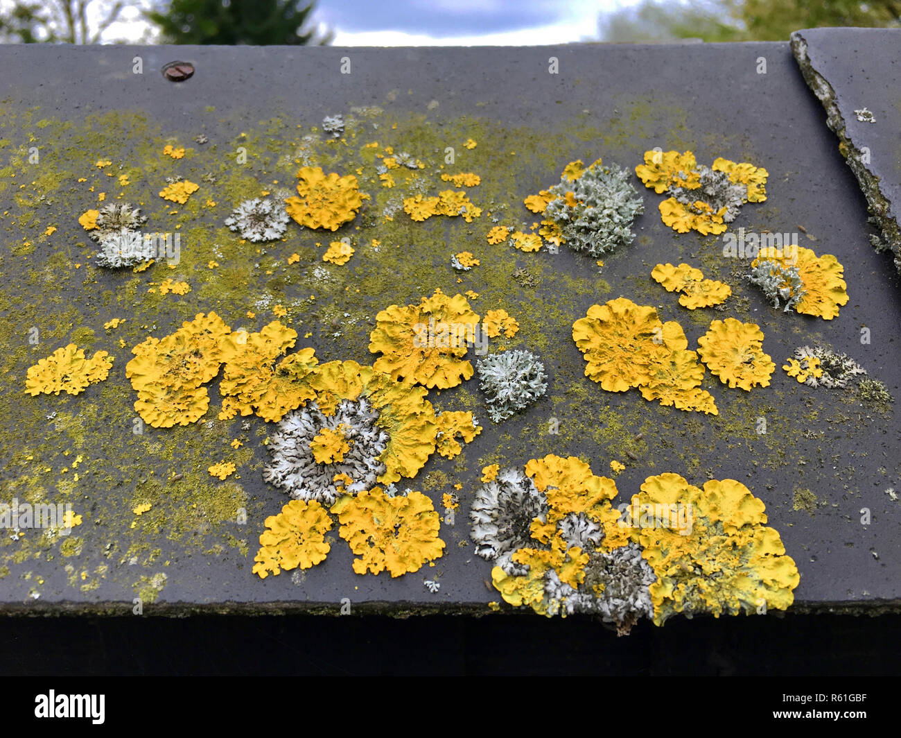 common yellow lichen (xanthoria parietina) on a roof Stock Photo