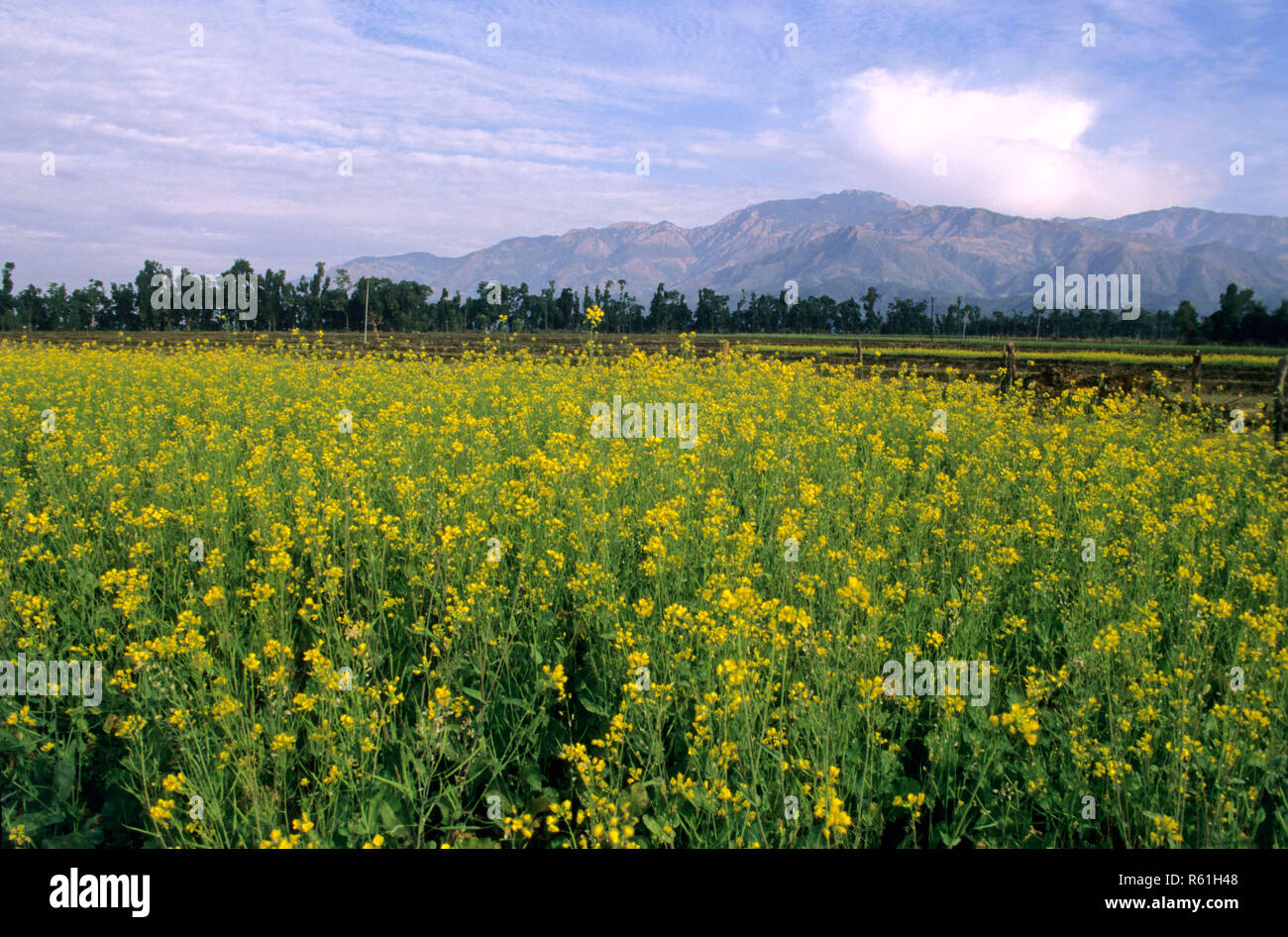 Mustard Field, Punjab, India Stock Photo Alamy