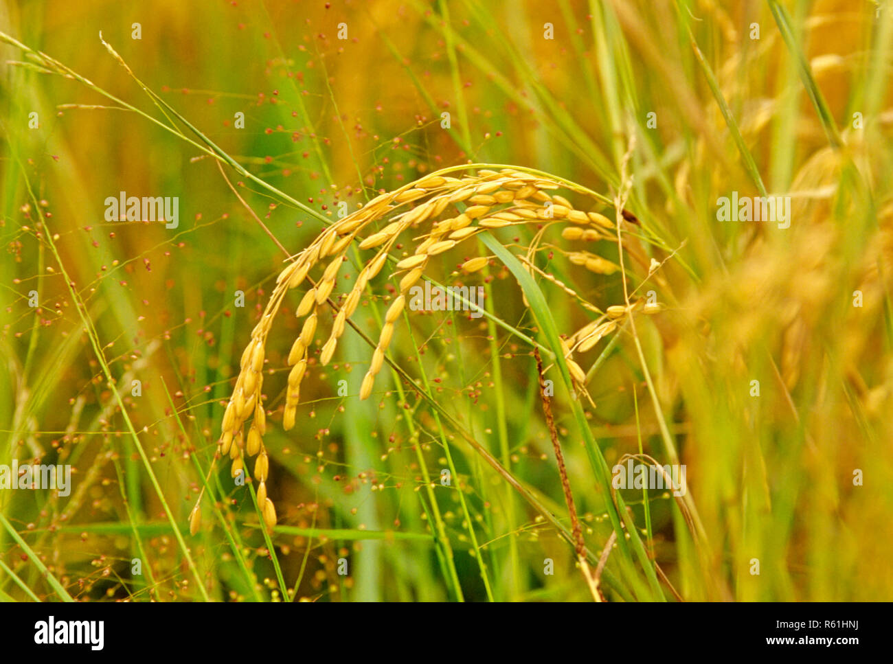 paddy rice field, madgaon, goa, india Stock Photo Alamy