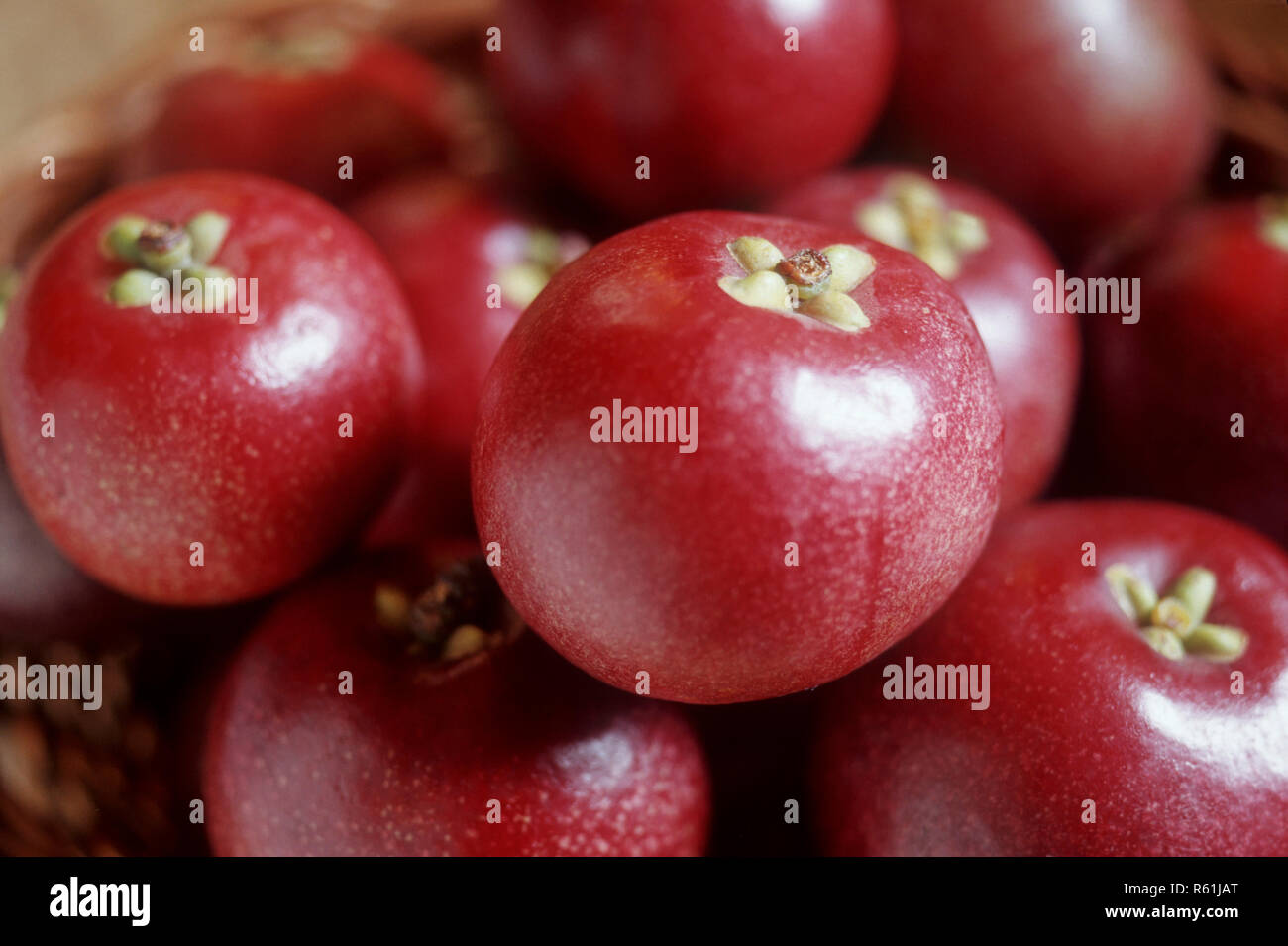 Kokum fruits hi res stock photography and images Alamy