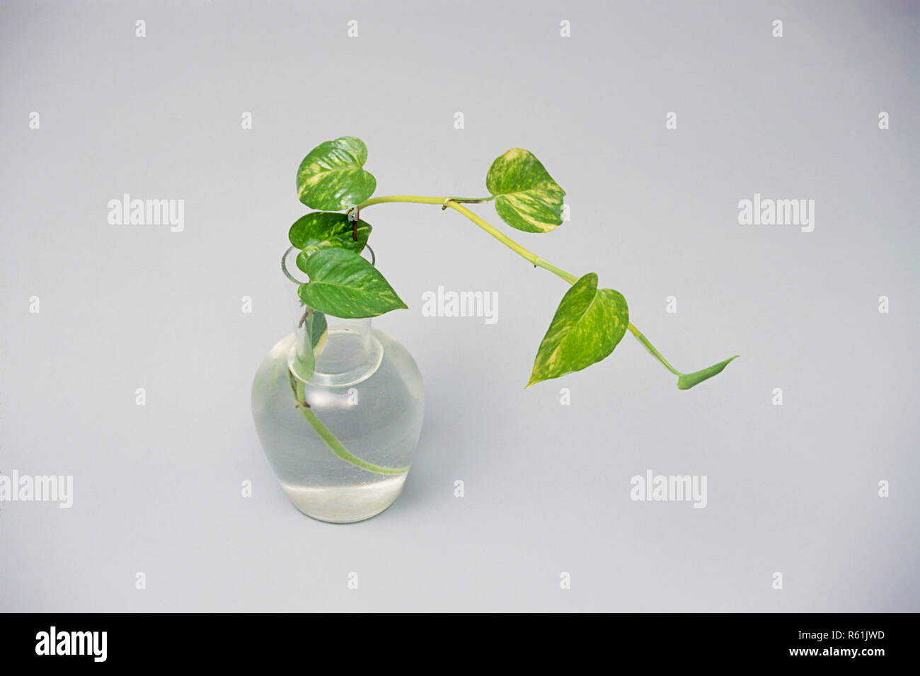 Concept, Money Plant Stock Photo