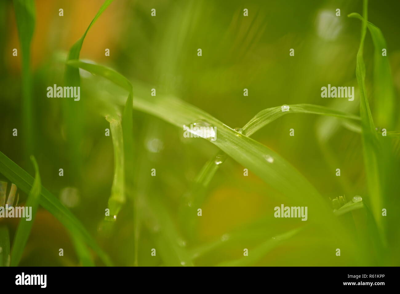 water drops on the green grass, macro closeup Stock Photo - Alamy