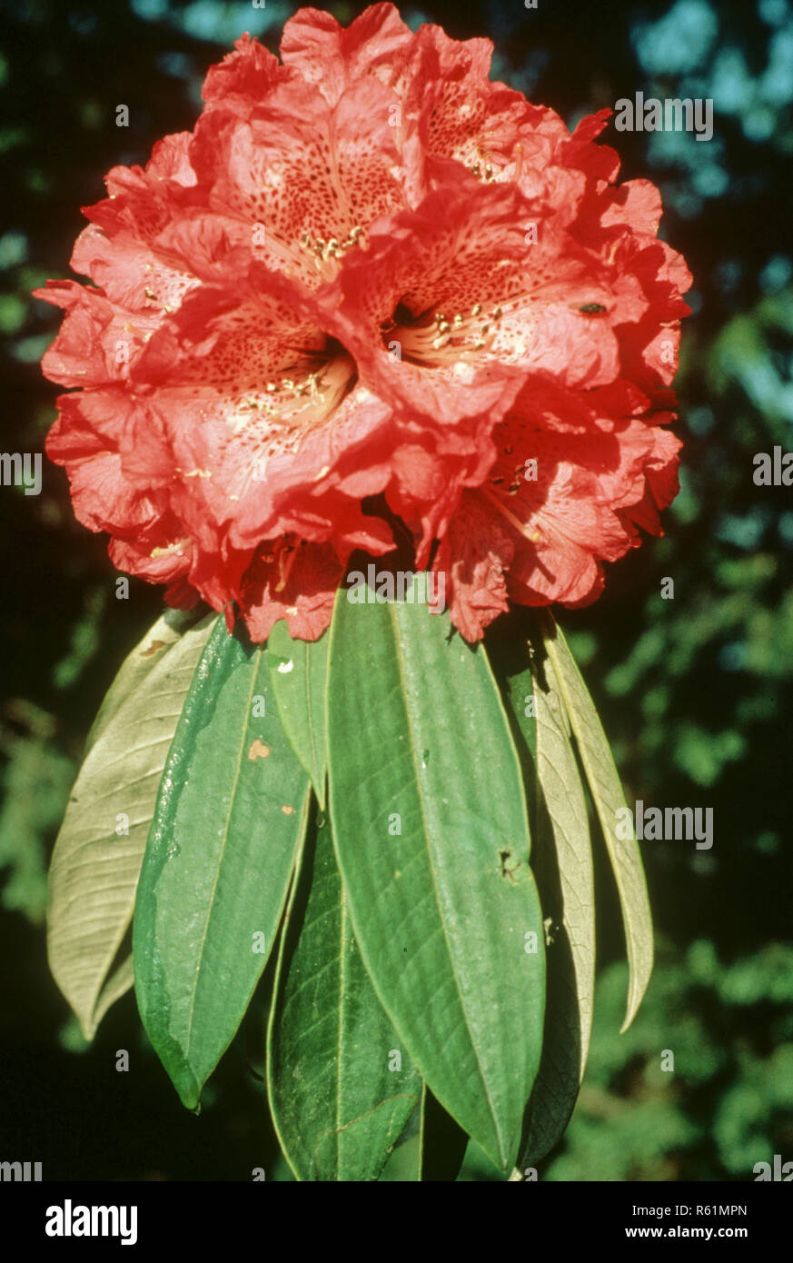 Himalayan flowers, Lali gurans or tree rhododendron arboreum Stock Photo