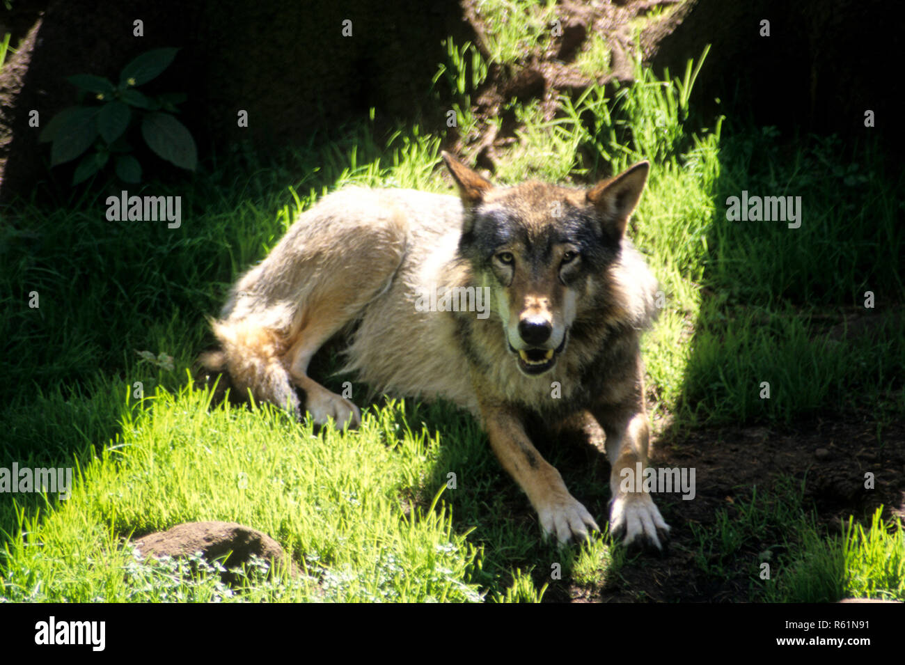 Boras hi-res stock photography and images - Alamy