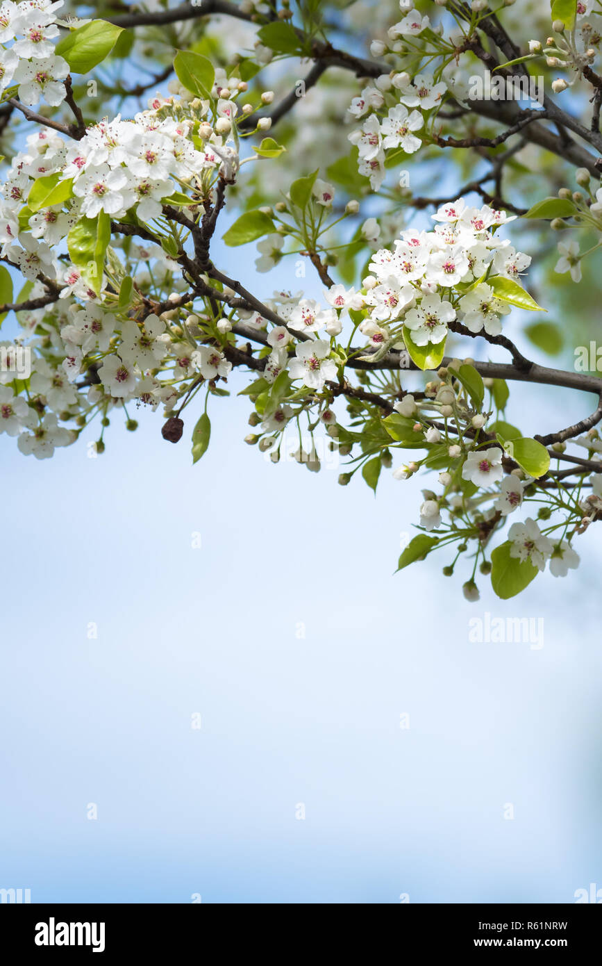 Clusters of small white flowers in bloom on branches with blue sky
