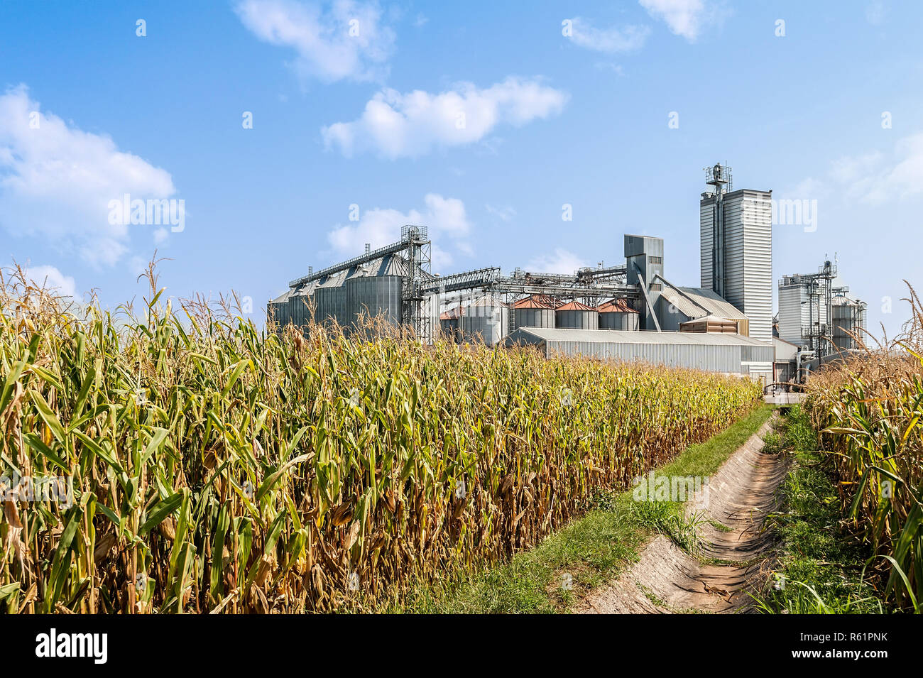 Corn field and set of storage silos Stock Photo Alamy