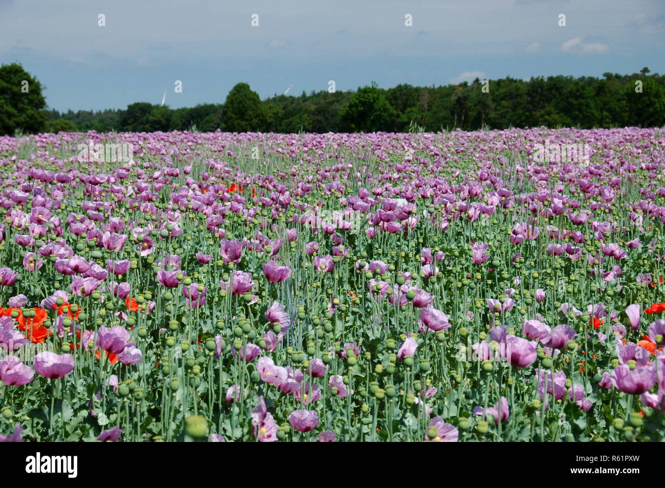 poppy cultivation in rheinzabern Stock Photo