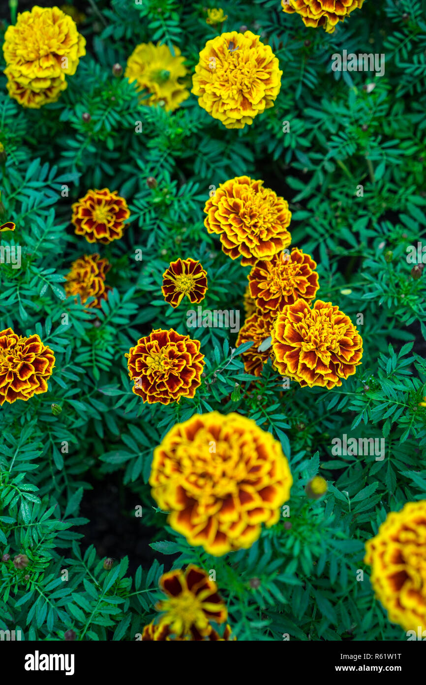 Vibrant Mexican Marigold colorful Stock Photo Alamy