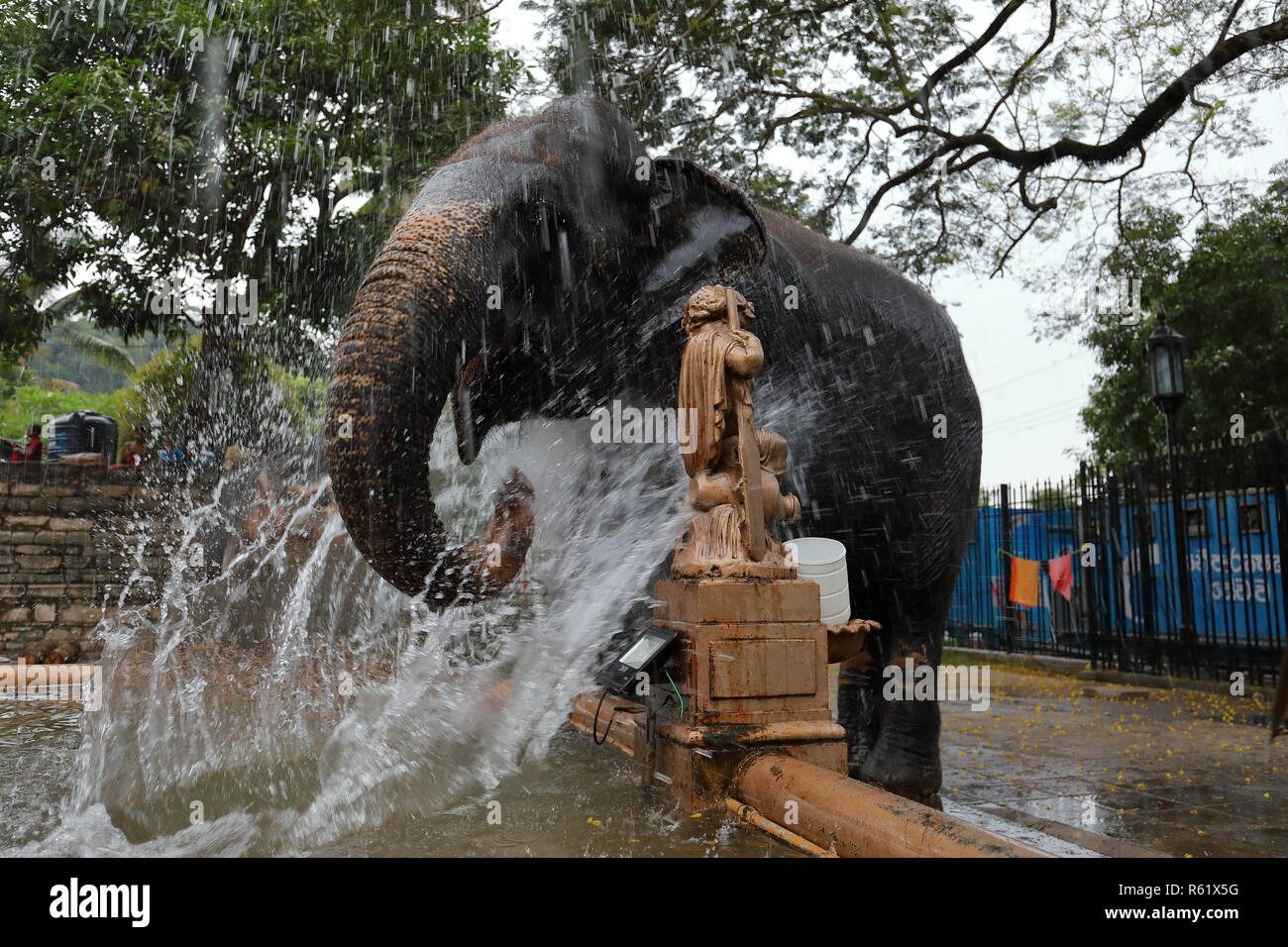 temple elephant of kandy in sri lanka Stock Photo