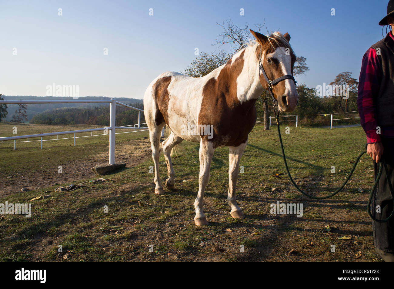 Old Appaloosa horse Stock Photo - Alamy