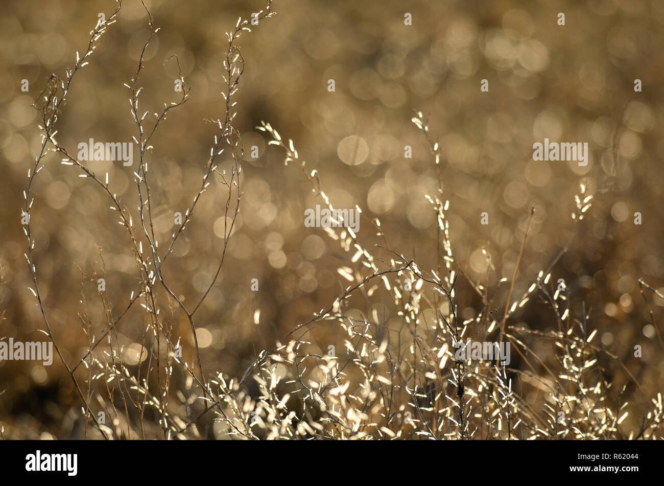 Icy glowing tips of dry stalks meadow herbs on the beautiful bokeh background Stock Photo