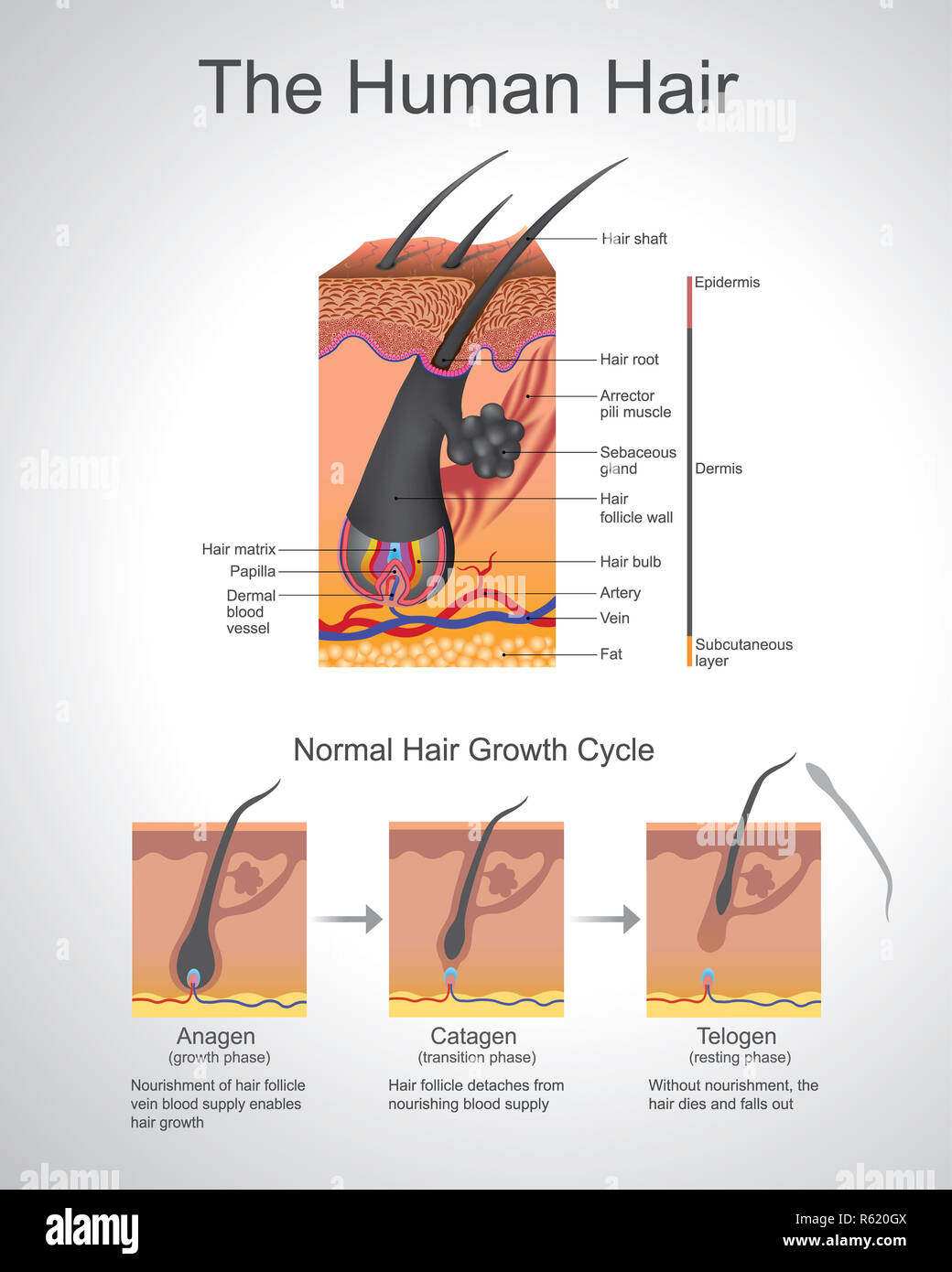 glutathione brecka What Is Glutathione? Here Are the Uses, Benefits & Science glutathione brecka What Is Glutathione? Here Are the Uses, Benefits & Science