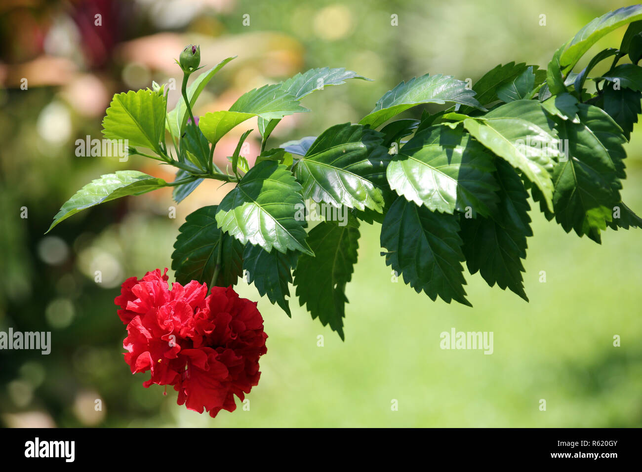 chinese rosebush (hibiscus rosa-sinensis),chinese rosebud (hibiscus rosa-sinensis),hibiscus twig with filled blossom Stock Photo