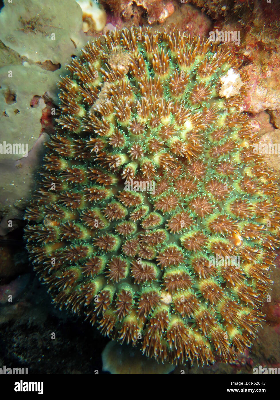 stone coral (favia sp.) Stock Photo
