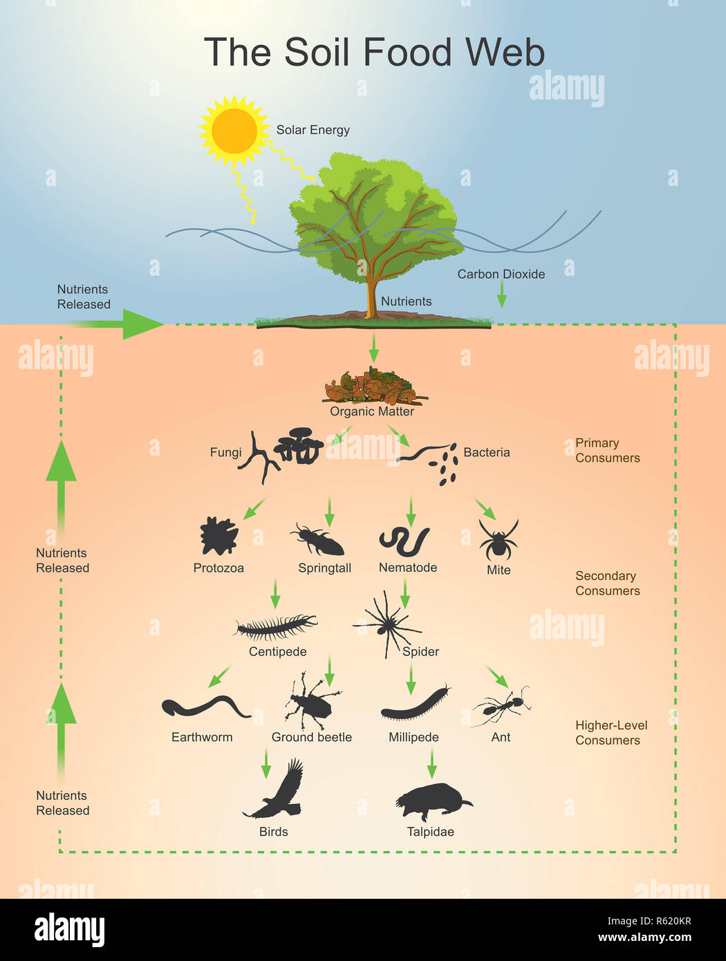 The Soil Food Web Stock Photo - Alamy