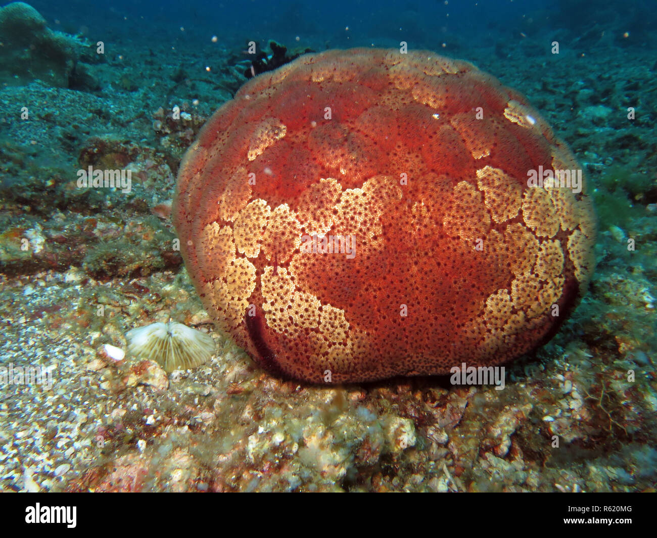 large cushion sea star (culcita novaeguineae) Stock Photo