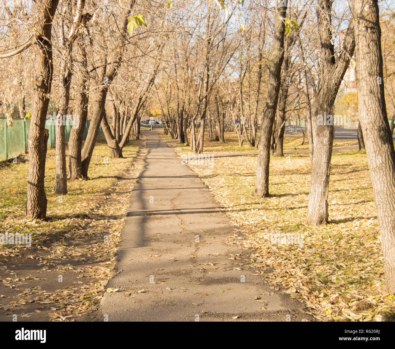 Road with fallen leaves in autumn Park Stock Photo - Alamy