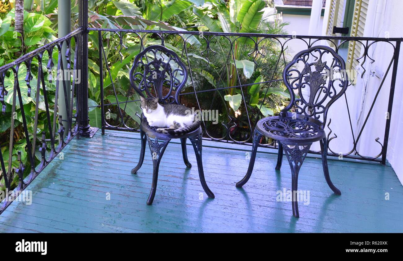 A cat resting on a wrought iron chair at the Florida Keys. Stock Photo