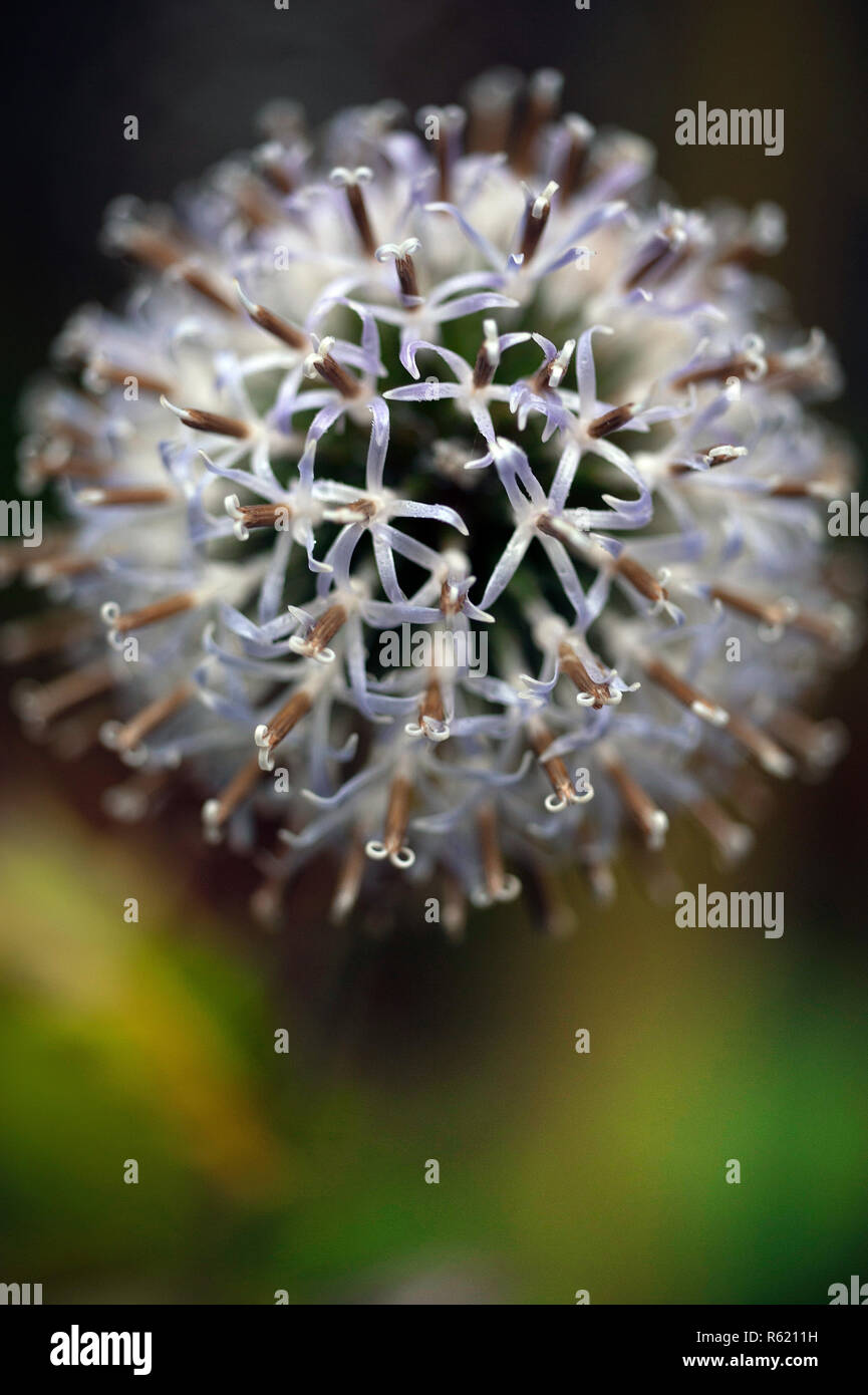 Flower head of Alium plant Stock Photo