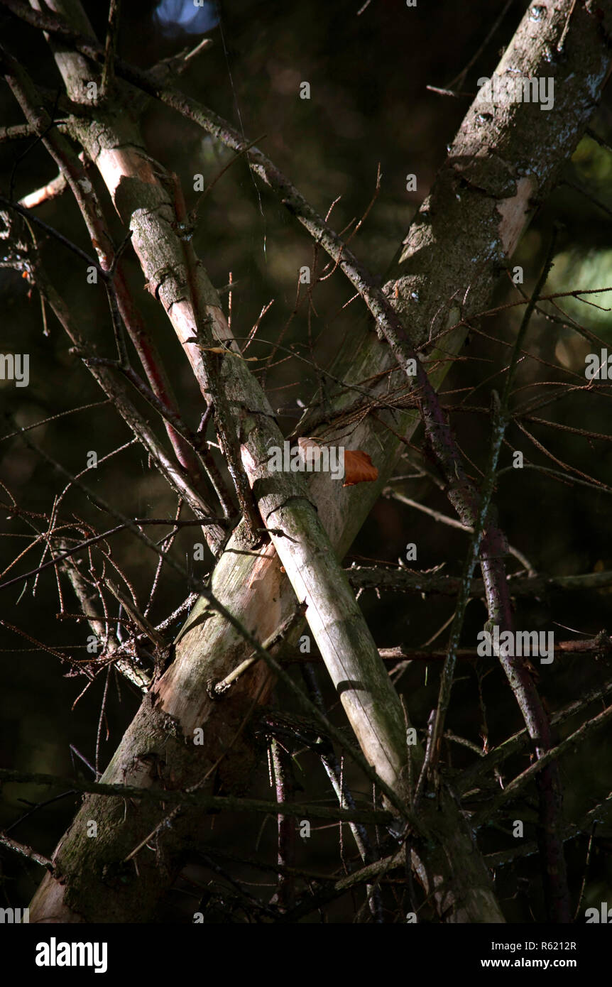 Trunks crossed hi-res stock photography and images - Alamy