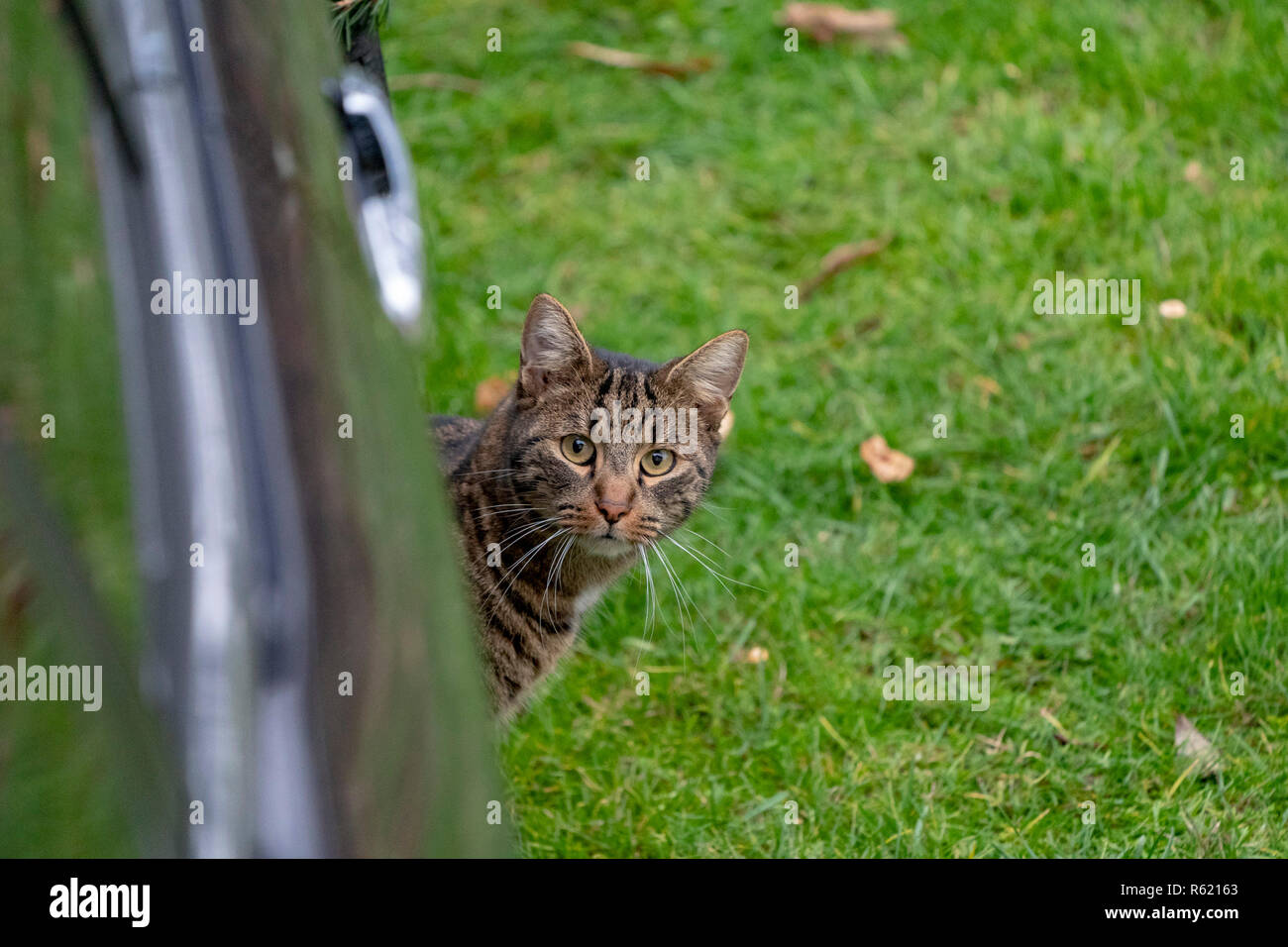 cat hiding under a car and looking at you Stock Photo Alamy
