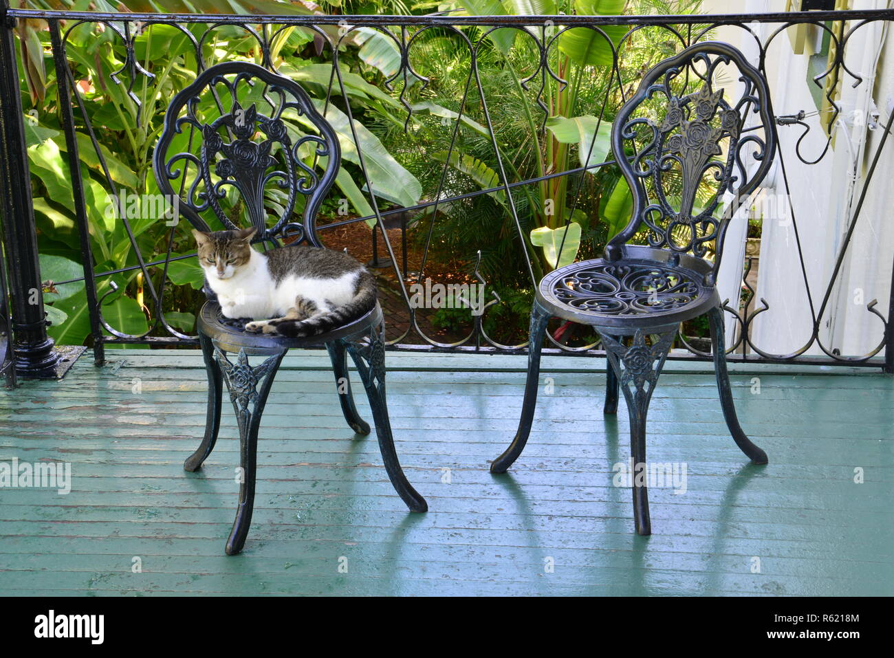 A Cat Resting On A Wrought Iron Chair At The Florida Keys