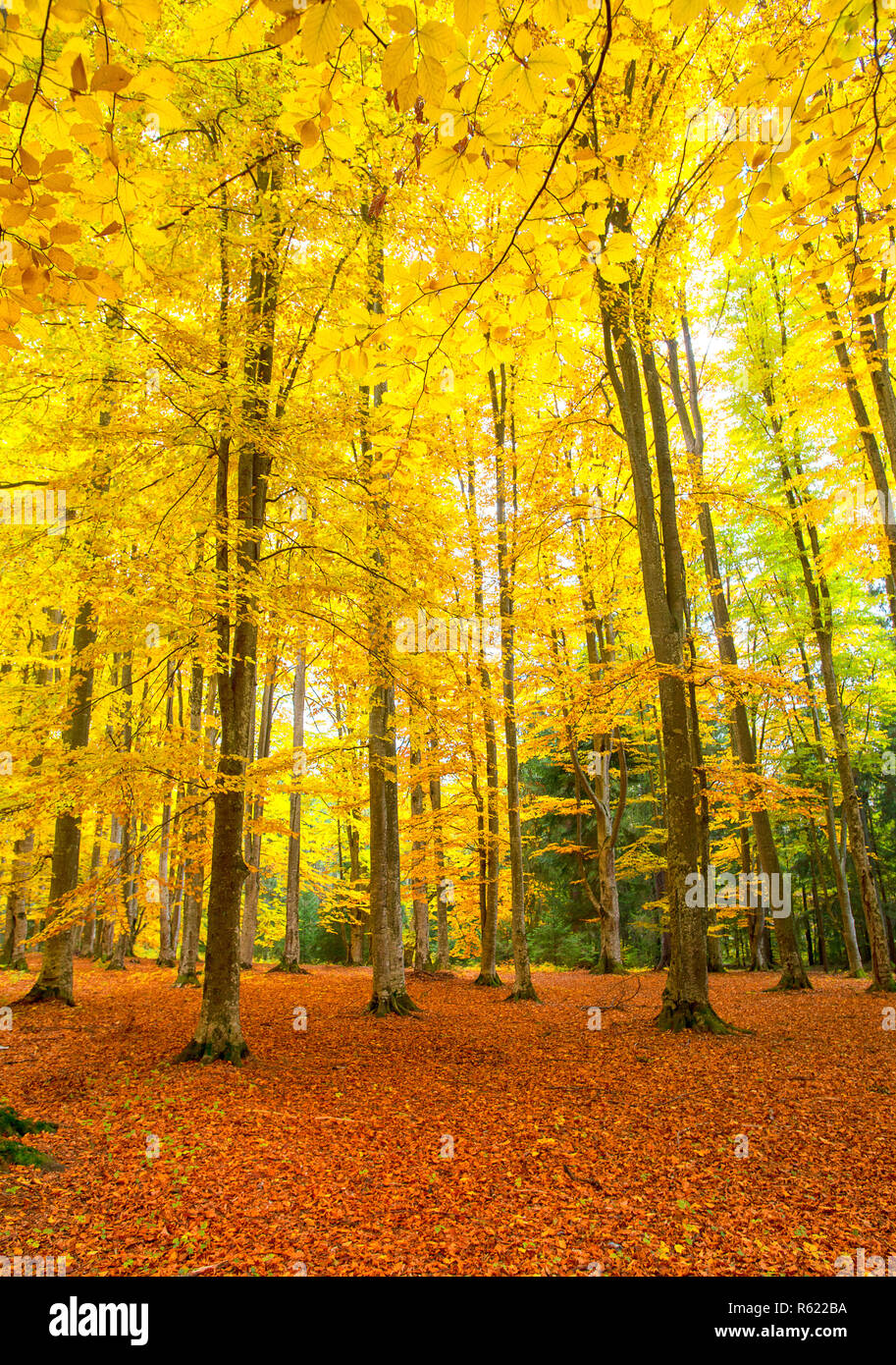 Rustic forest hi-res stock photography and images - Alamy