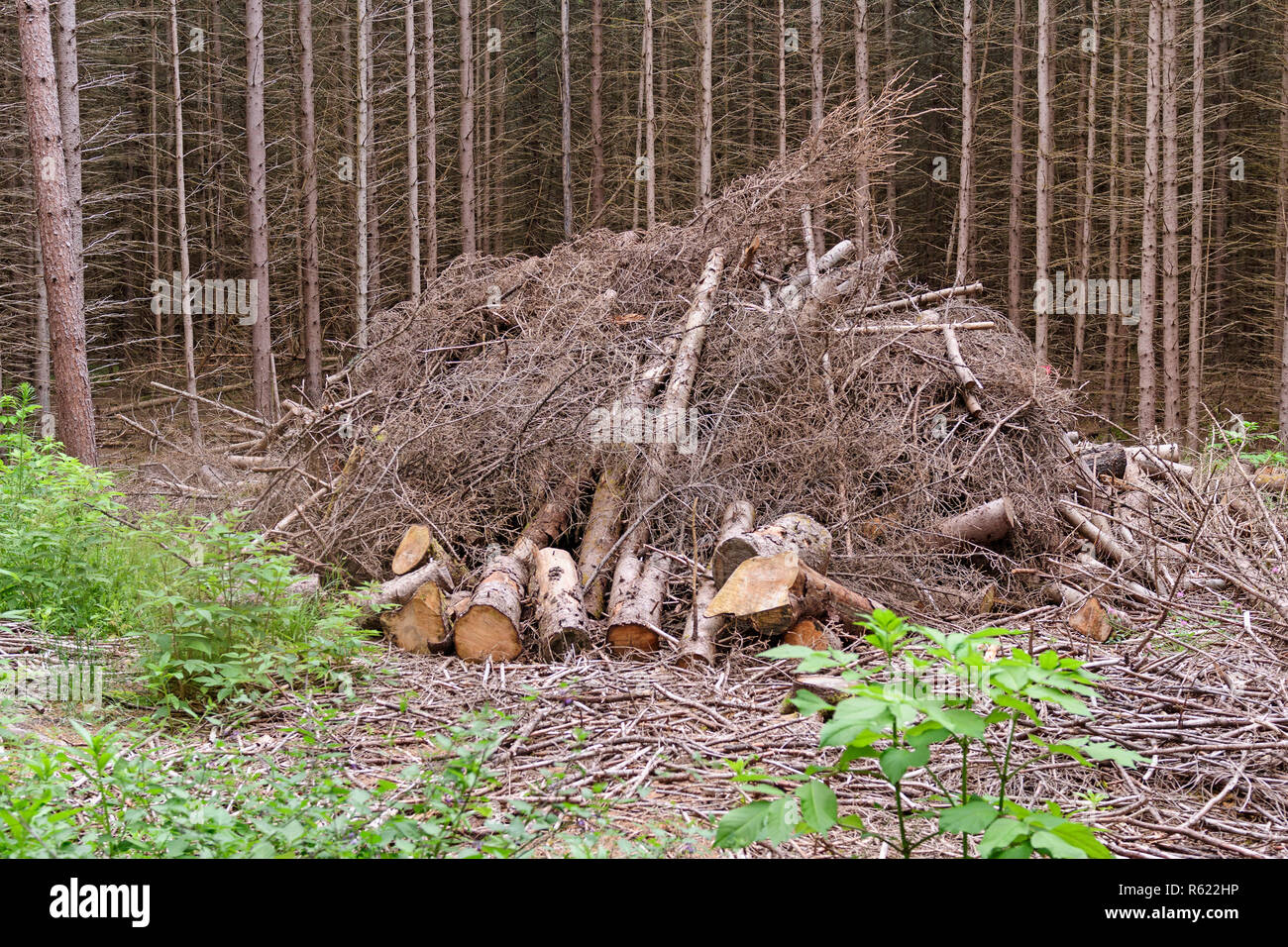 Wood Pile Ready to Burn Stock Photo Alamy