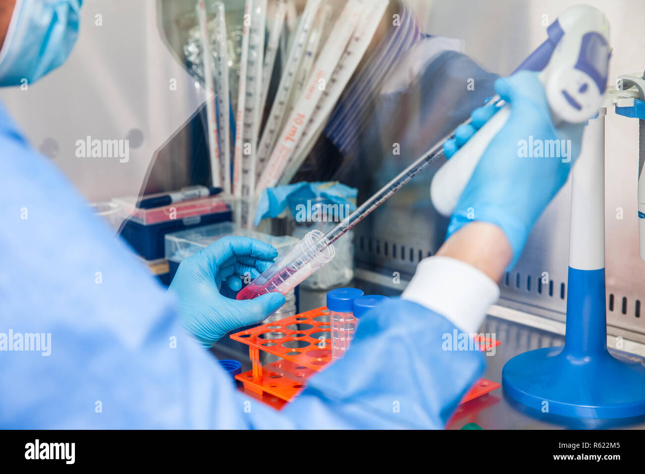 Young scientist working in a safety laminar air flow cabinet at laboratory Stock Photo