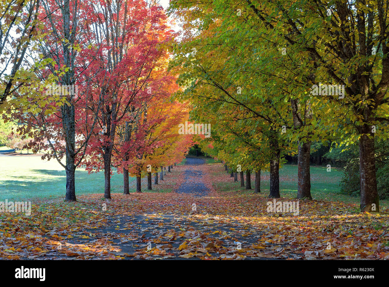 Tree Lined Street in Fall Color Stock Photo - Alamy