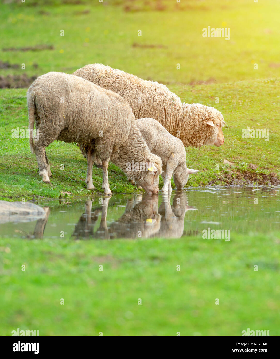 Sheep and lamb drinking water from a little pond Stock Photo Alamy
