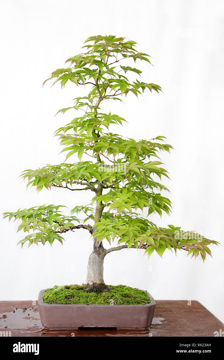 Japanese maple (Acer Palmatum) bonsai on a wooden table and white background Stock Photo