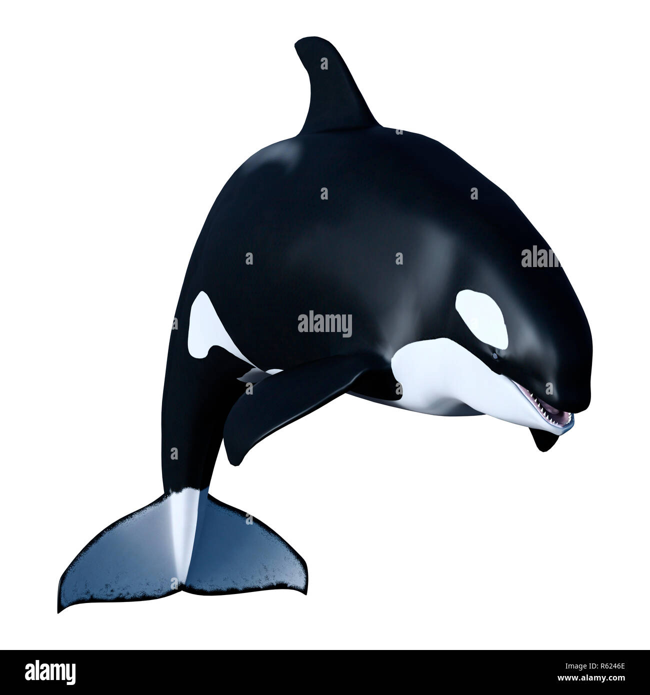 3D Rendering Orca Killer Whale Calf on White Stock Photo - Alamy