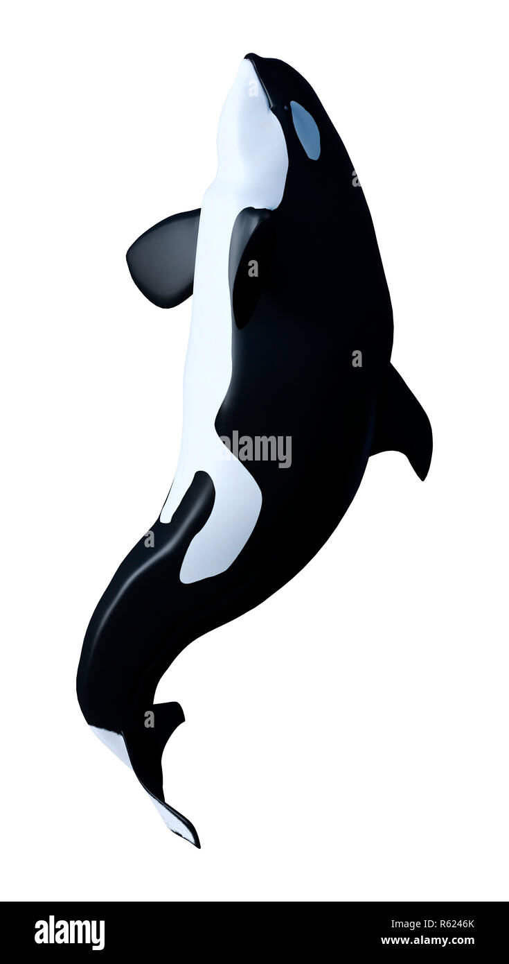 3D Rendering Orca Killer Whale Calf on White Stock Photo - Alamy