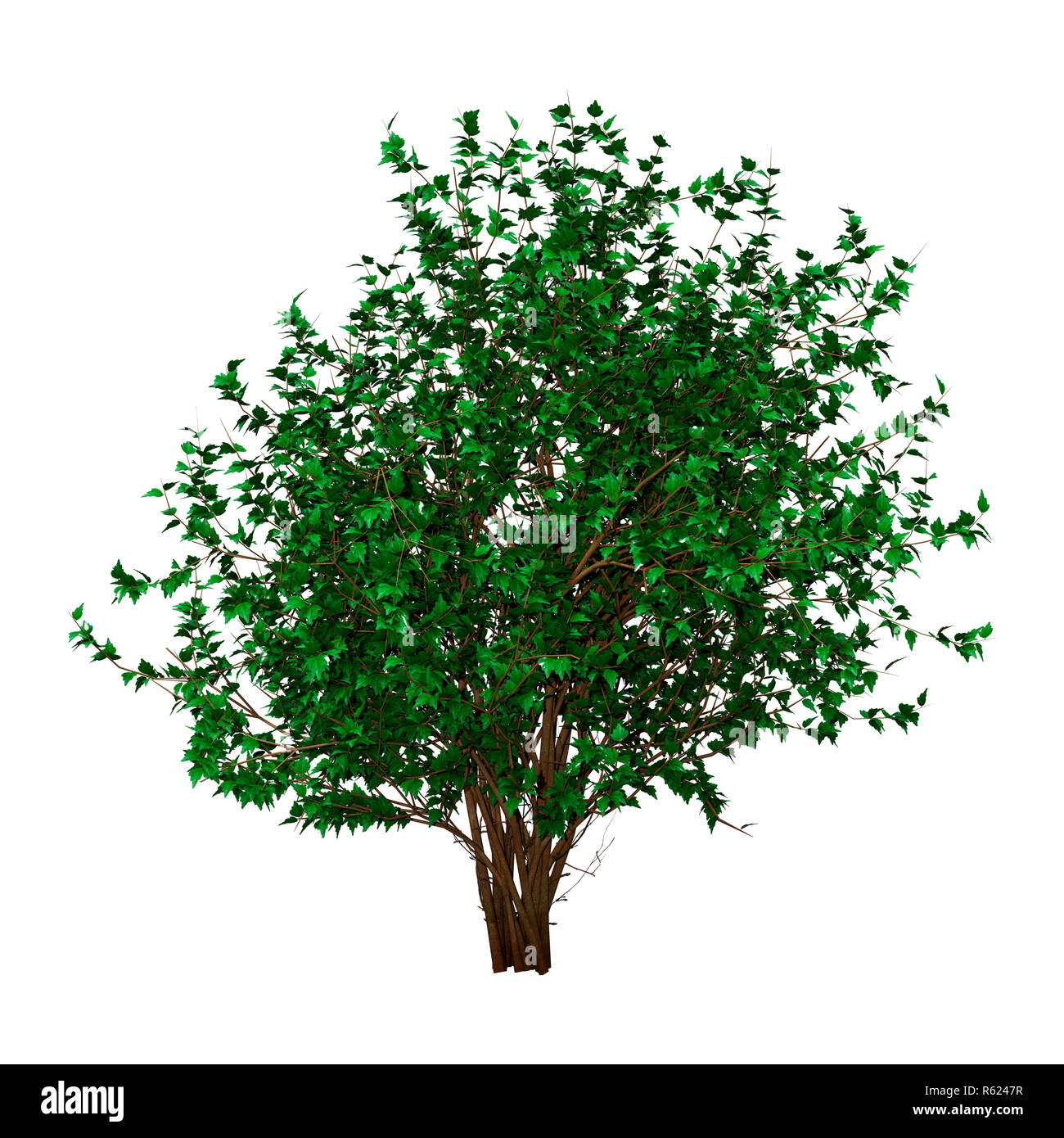 3D Rendering Hibiscus Bush on White Stock Photo - Alamy