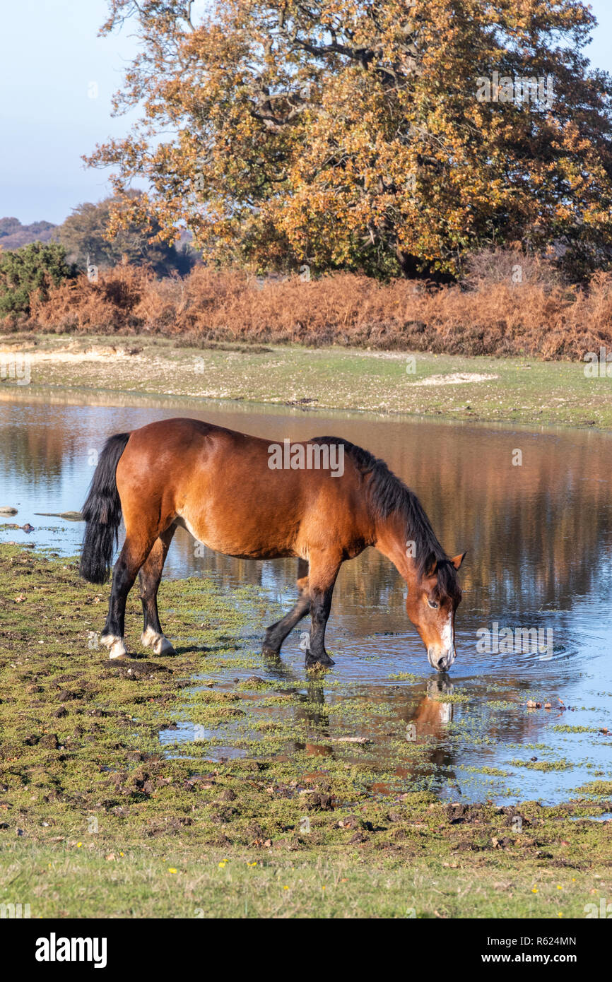 A New Forest pony drinking water in the New Forest national park in Hampshire, England, UK Stock Photo