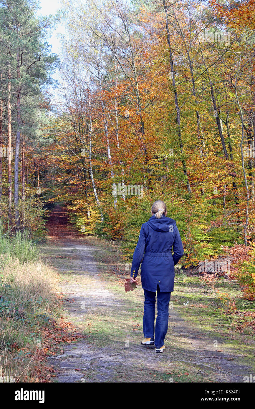 autumn walk in the schwetzinger hardtwald near walldorf Stock Photo