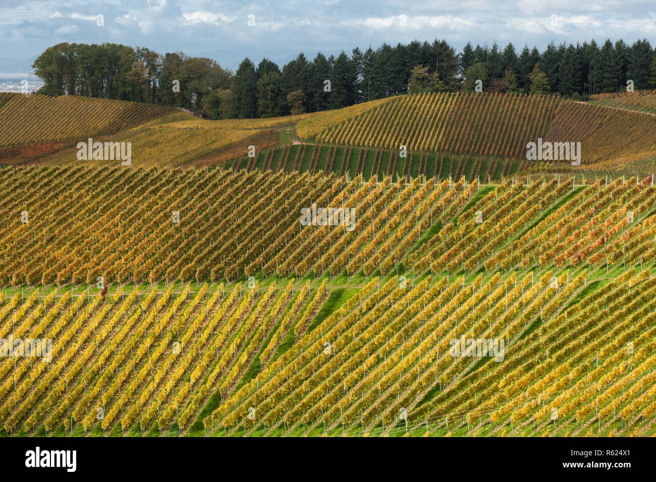 autumn vine Stock Photo