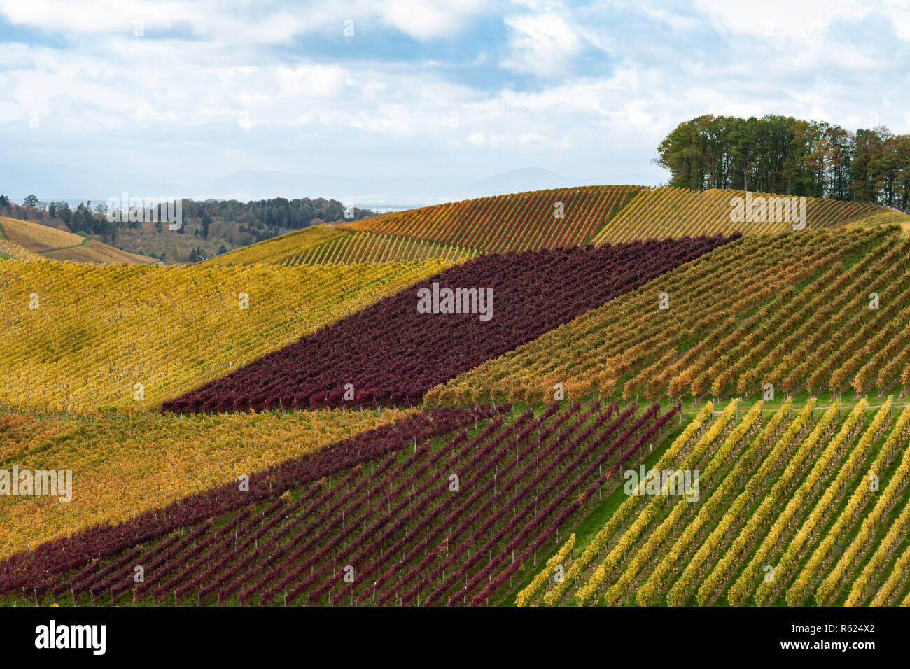 wine country Stock Photo