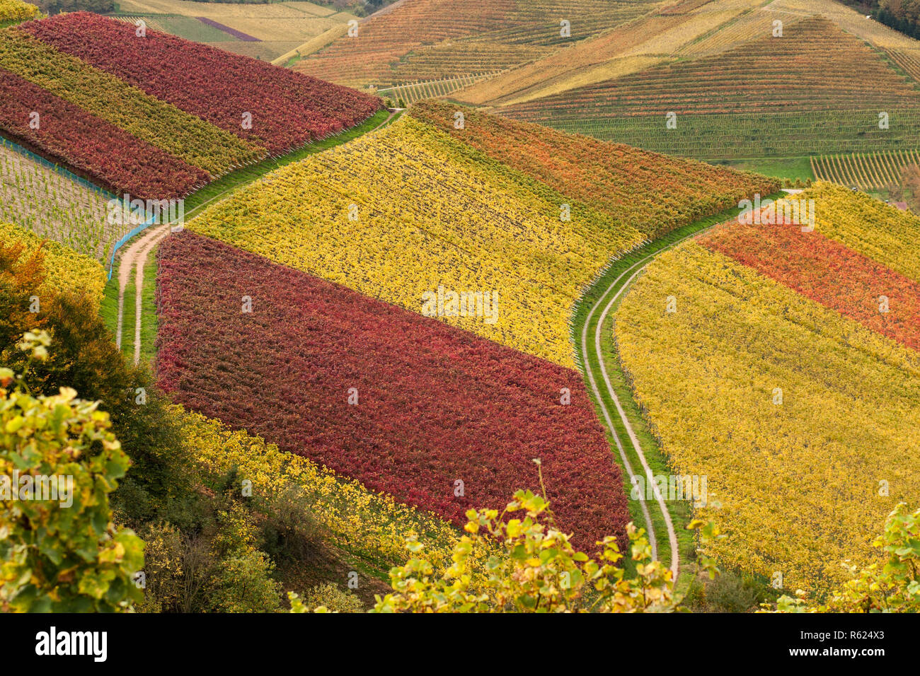 vineyards Stock Photo